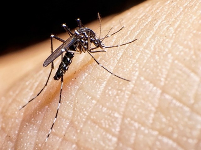 Durante 2024 se confirmaron 26 casos positivos de dengue