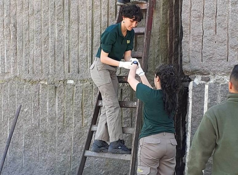 C�ndor Andino: primera puesta de la temporada