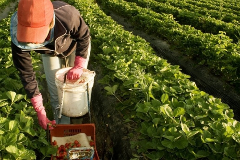 El 80% de las 80 mil personas que emplea el campo son varones