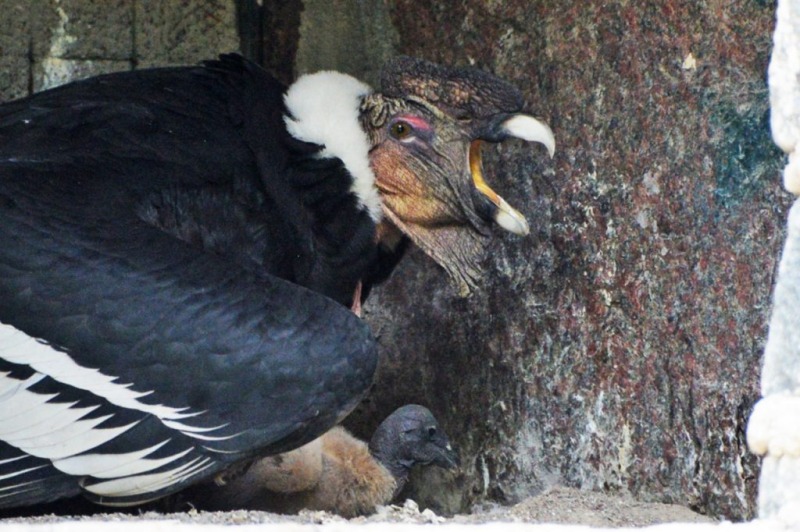 La cndor del Bioparque La Mxima se llamar Lihuen
