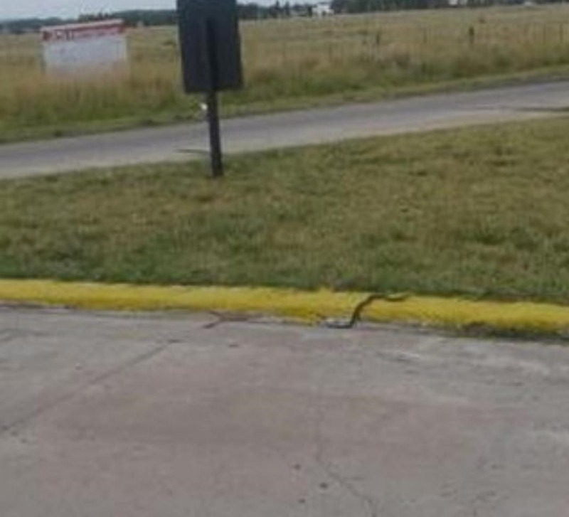 Alertan por presencia de v�boras en Circunvalaci�n y Avellaneda