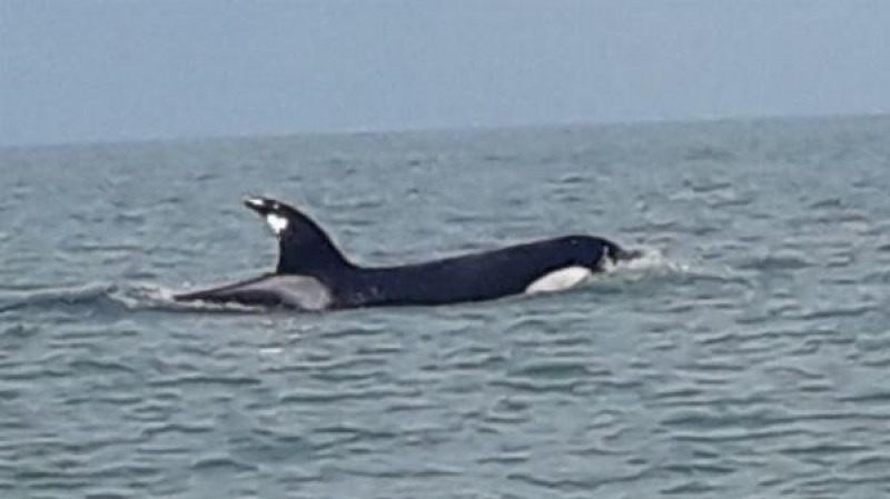 Luego de los tiburones, apareci� una orca en Monte Hermoso