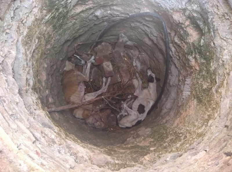 Dos galgos fueron rescatados de un aljibe y necesitan ayuda