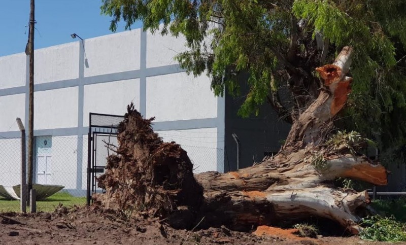 Advierten por la extracción de árboles en Avellaneda e Ituzaingó :: Canal  Verte