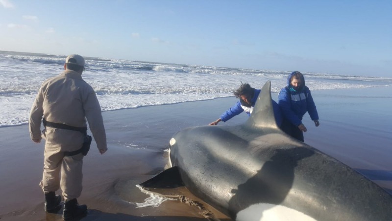 Encallaron dos orcas en Mar del Plata