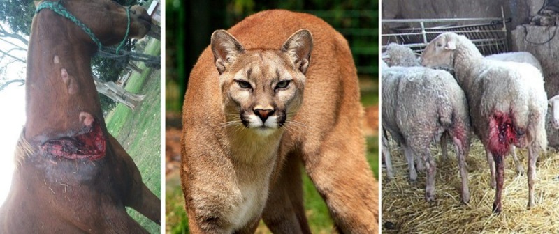 Proyecto Puma Productor, en busca de una solucin consensuada