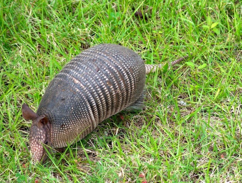 Se liber una mulita de rescate del bioparque La Mxima