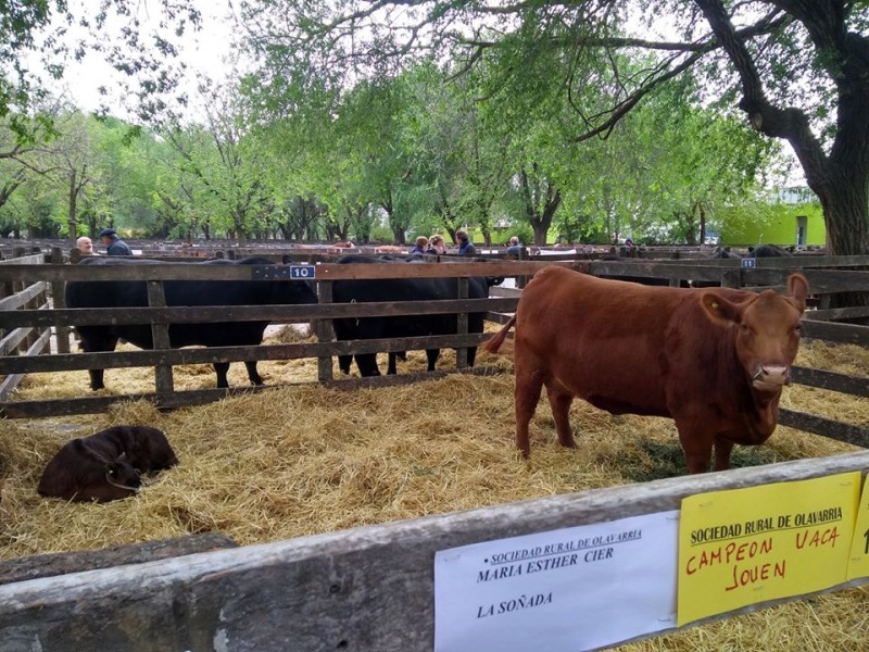 Comienza la 83 Exposicin de Ganadera en la Sociedad Rural