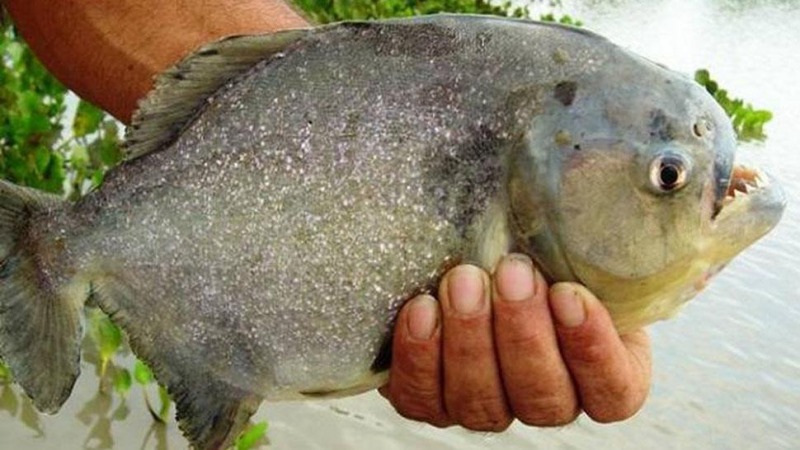 VIDEO: La furia de las palometas ante un pedazo de carne