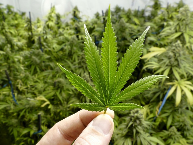 La ONU reconoce las propiedades medicinales del cannabis