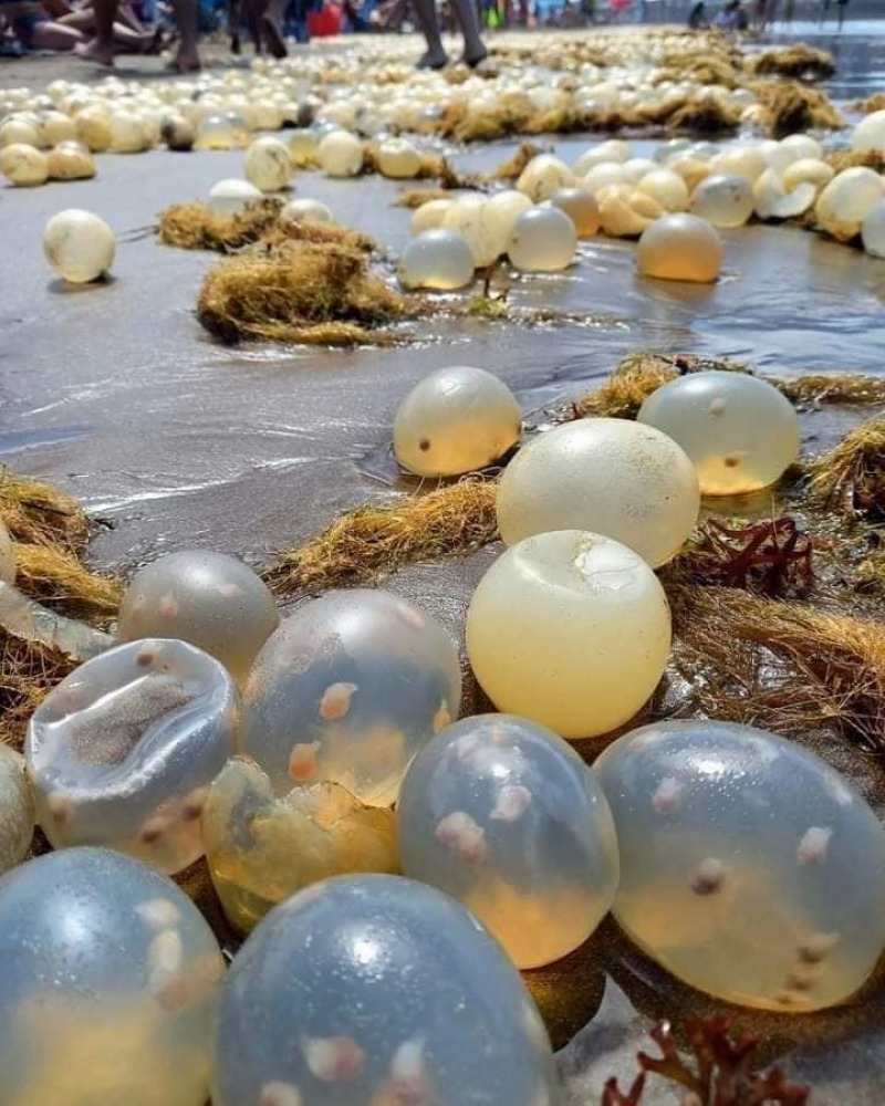 Qu son las cpsulas que se ven en las costas de Mar del Plata?