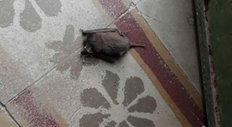 Detectaron otro murcilago con rabia en Olavarra