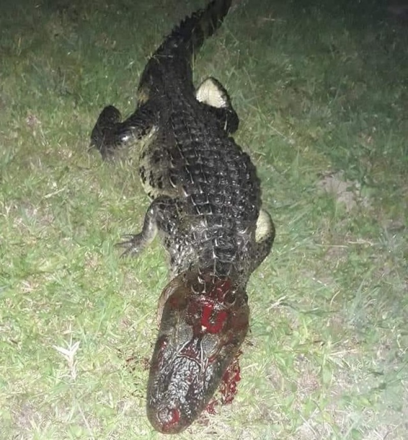 �Pesc� un yacar�, lo mat� y lo hizo milanesas