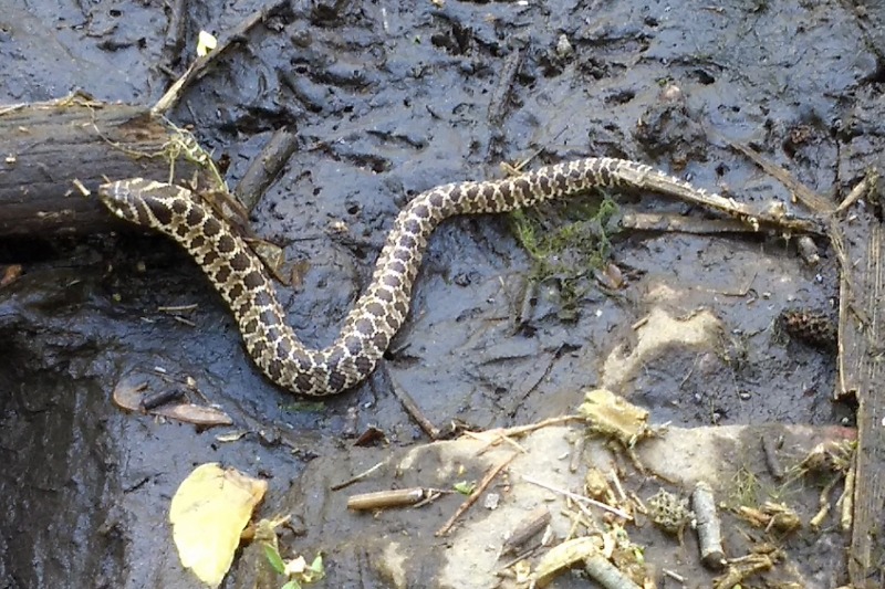 Temporada de reptiles: advierten sobre sus hbitos