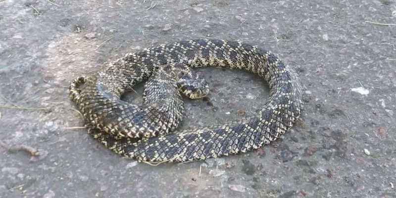 Temporada de reptiles: qu hacer y cules son las precauciones