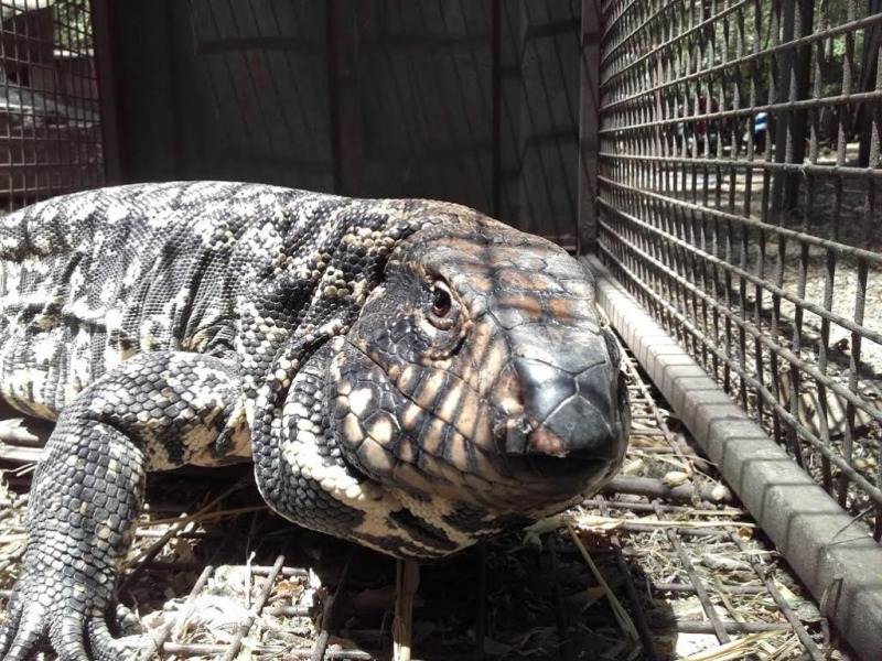 Impulsan campaa para desalentar tenencia de animales exticos