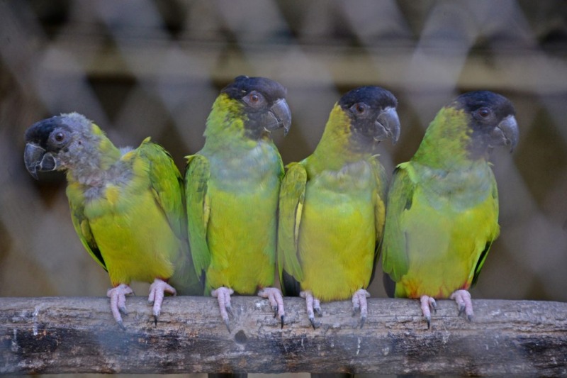 Nuevos nacimientos en el Bioparque La Mxima
