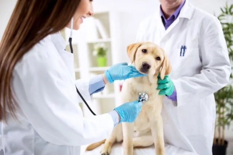 D�a del Veterinario: �por qu� se celebra cada 6 de agosto?