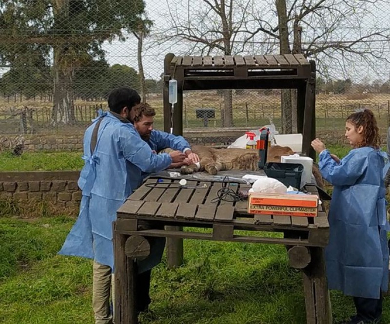 Los pumas en el Bioparque Municipal �La M�xima�
