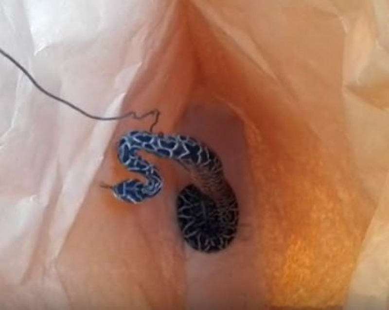 Capturan una yarar� grande en Loma Negra