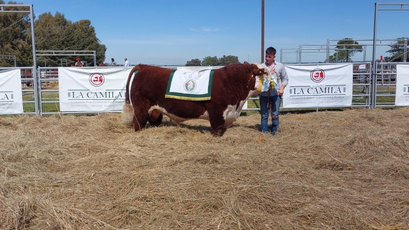 Pagaron $13 millones por el Gran Campen Hereford olavarriense
