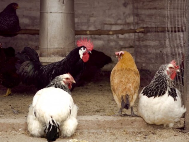 Gripe aviar: establecen nuevas medidas sanitarias de emergencia