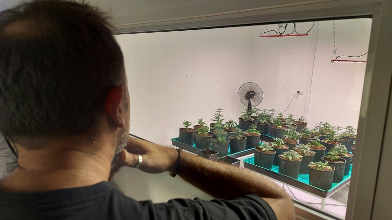 Da Internacional del Cannabis: diferentes actividades en la regin