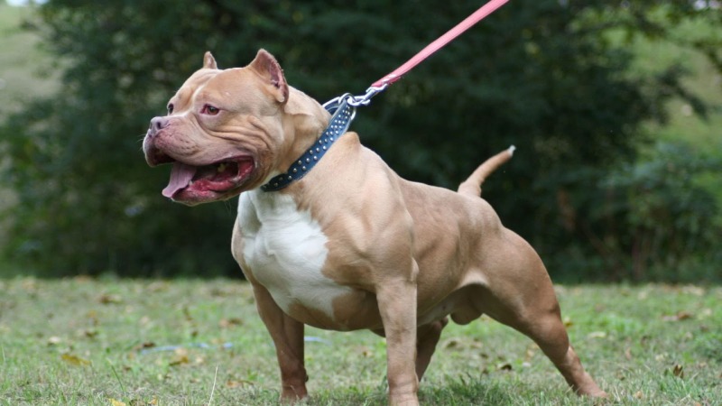 El pitbull no es sinnimo de asesino