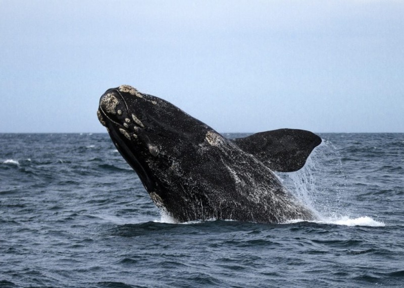 Cada vez ms frecuente: ballenas en la costa de Mar del Plata