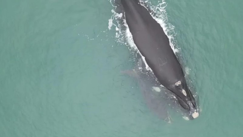 Se registr en Mar del Plata un apareamiento de ballenas