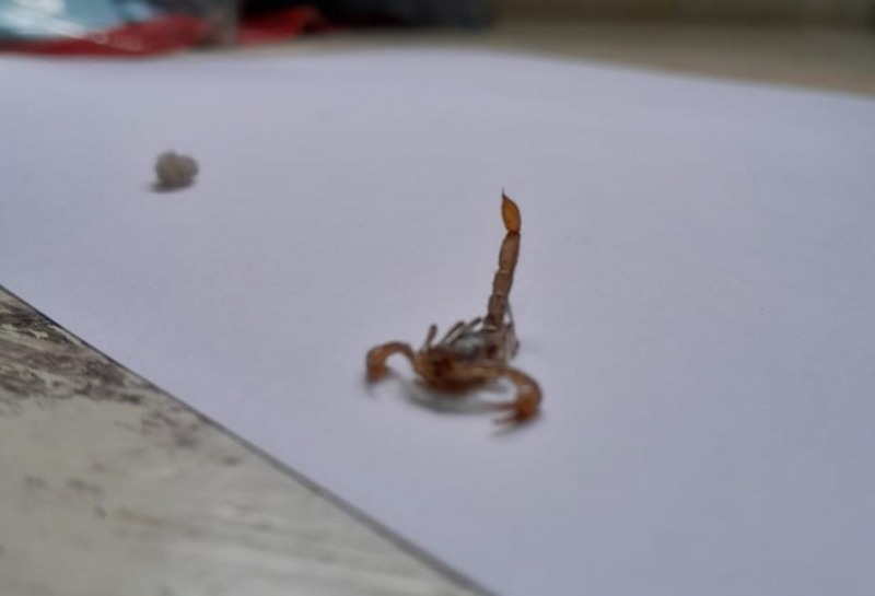 Encontraron una especie de escorpi�n en Sierras Bayas