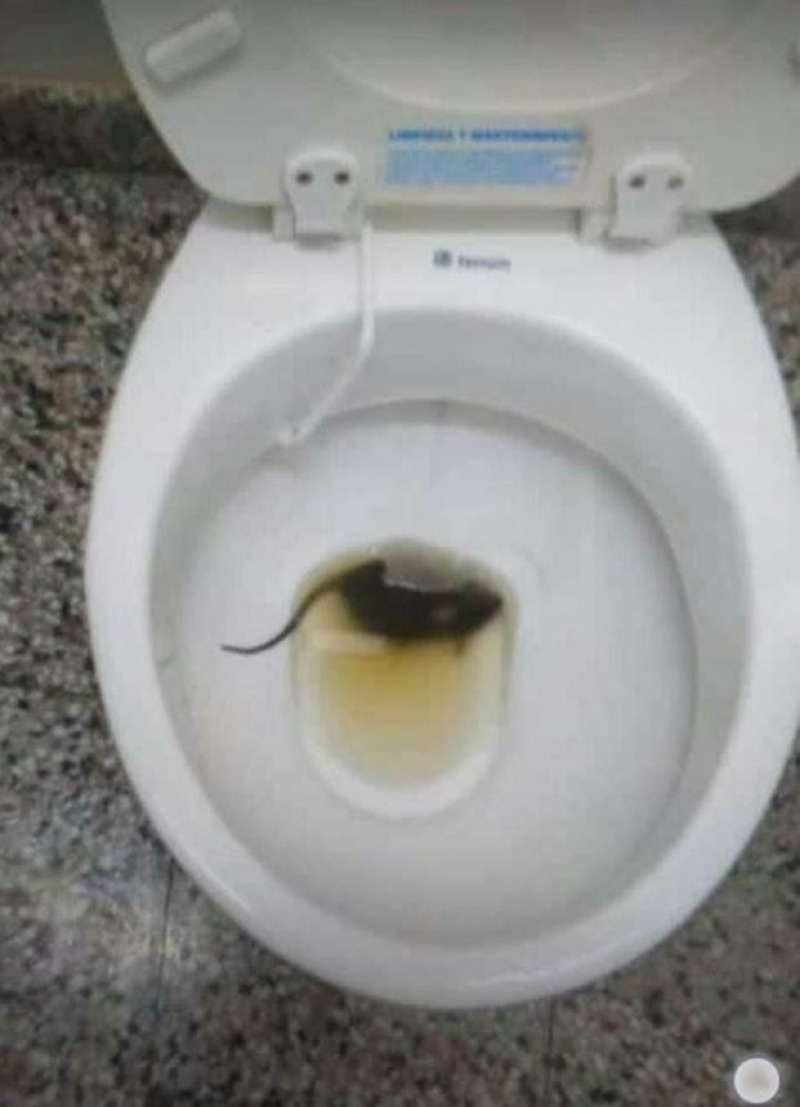 Vuelven a alertar sobre presencia de ratas en la escuela Normal