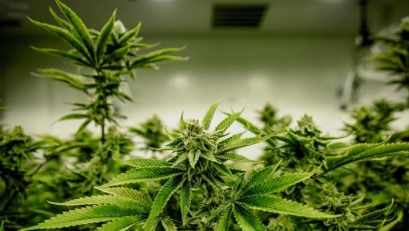 El cannabis se hizo presente en la Fiesta Nacional de la Flor