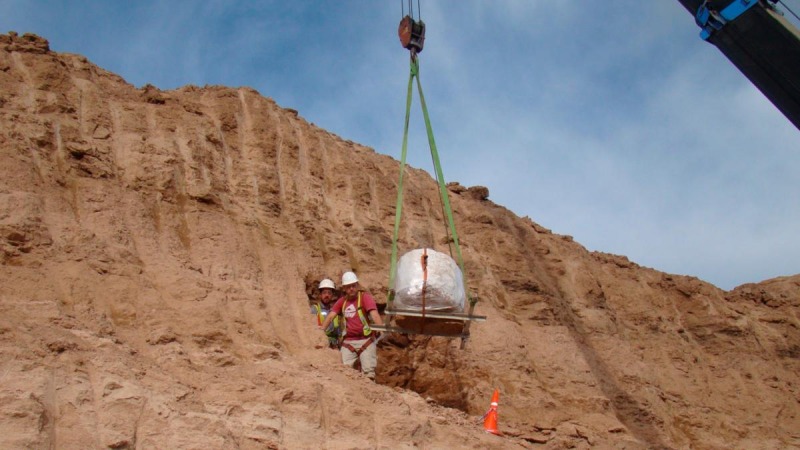 Investigadores descubrieron un nuevo gliptodonte en Olavarra