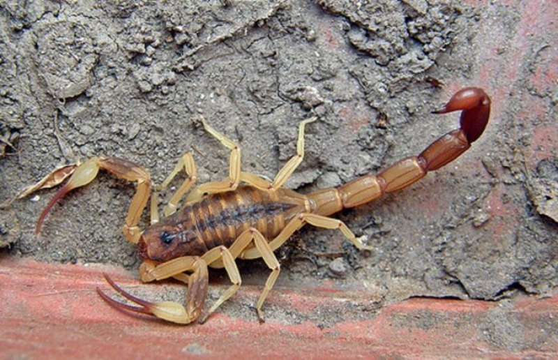 Escorpiones: c�mo reconocer especies peligrosas y qu� hacer