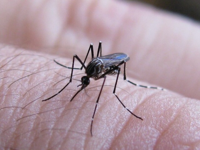 Confirman brotes de dengue en 17 municipios de la Provincia