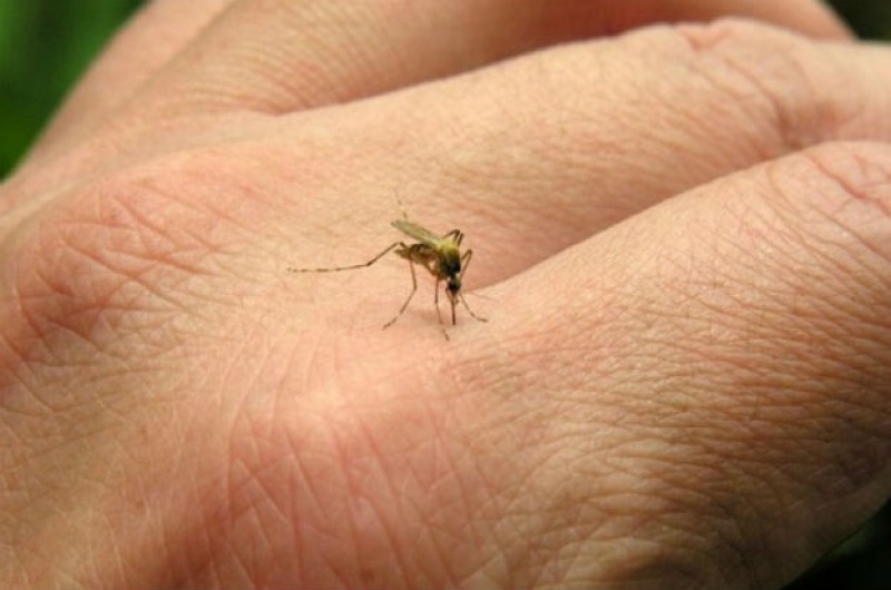 La invasin de mosquitos se extender 