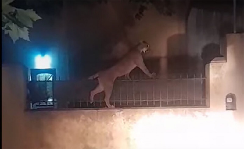 Capturan a un puma que andaba suelto por las calles de Necochea