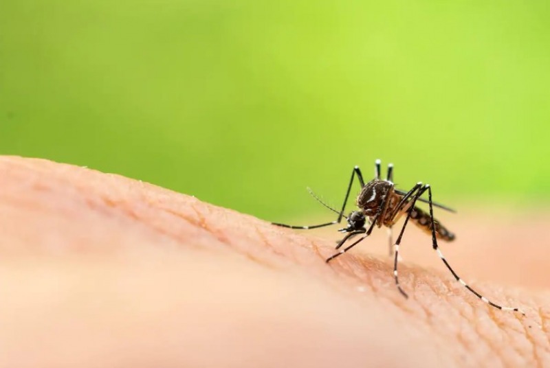 Todo lo que hay que saber sobre el dengue