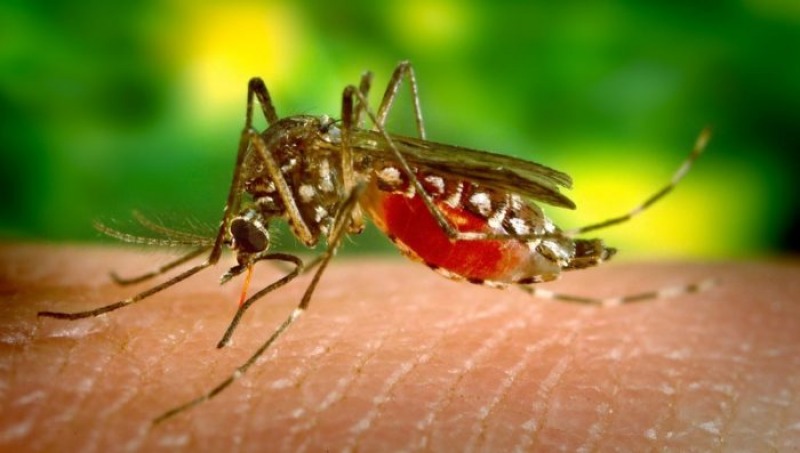 Dengue: Urge una respuesta proactiva del Gobierno