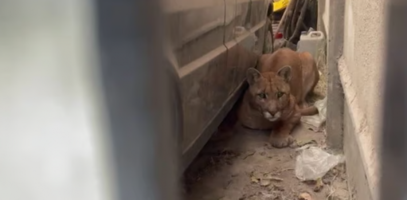Una mujer fue al garage y se encontr con un puma