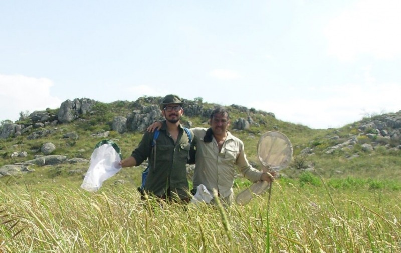 Investigan variedad de mariposas en las sierras de Tandilia