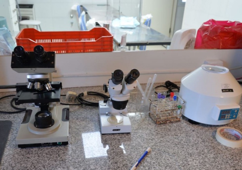 Detectaron un caso positivo de triquinosis en un cerdo jabal
