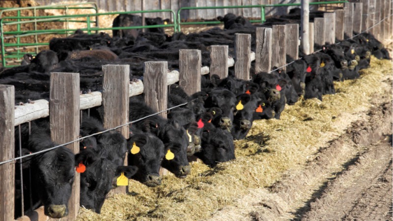 Secuestran 351 terneros en una causa que afecta a productores de Olavarra