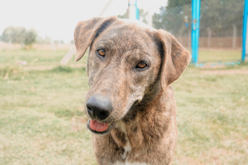Sigue el recorrido del Quirfano Veterinario Mvil