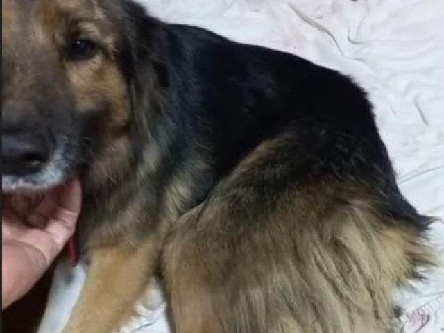 Grave caso de maltrato animal deriv en una denuncia