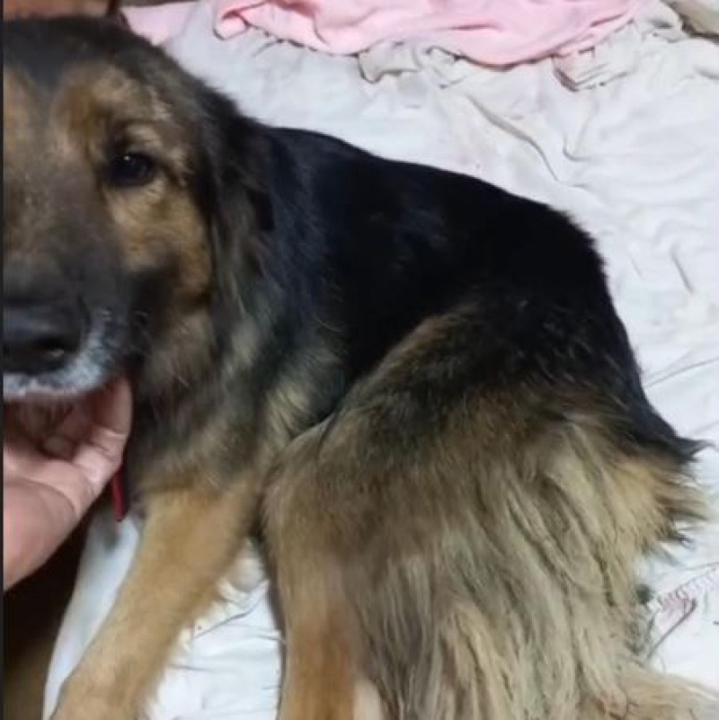 Grave caso de maltrato animal deriv en una denuncia