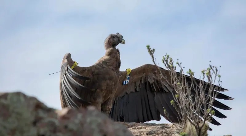 Concurso para elegirle nombre al pich�n del c�ndor andino