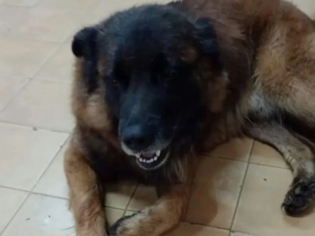 Crueldad animal: habr audiencia con el imputado por matar a Oso