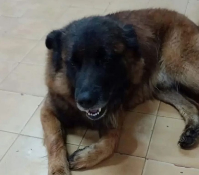 Crueldad animal: habr audiencia con el imputado por matar a Oso